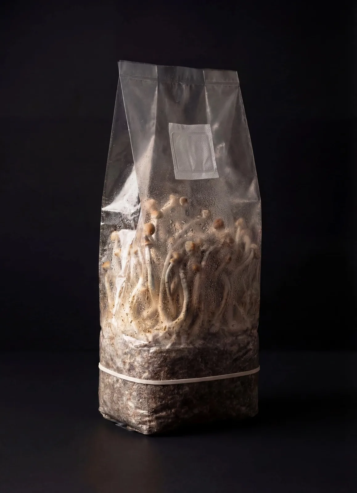 Photo produit du kit de culture Psilocybe Cubensis
